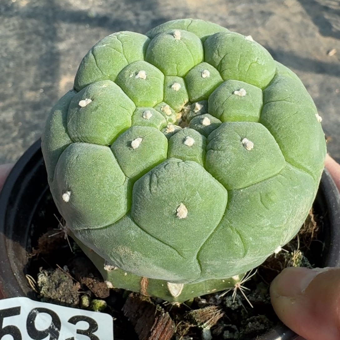 【闪购商品】圆尤皱尤鲜593