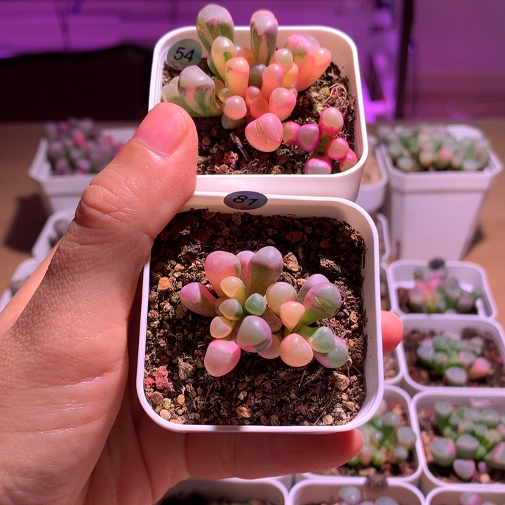 远***远五十铃玉锦成株2颗