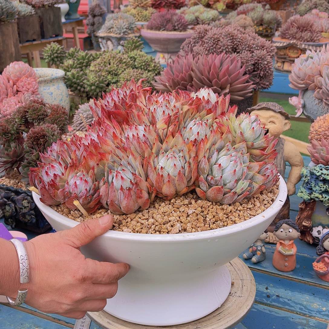 ?*然卡系美肉安姐不带盆