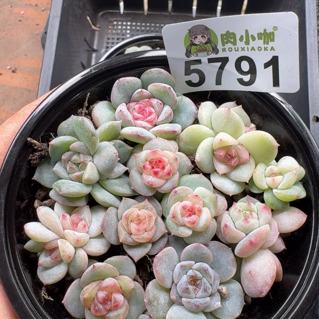 多肉植物多肉植物