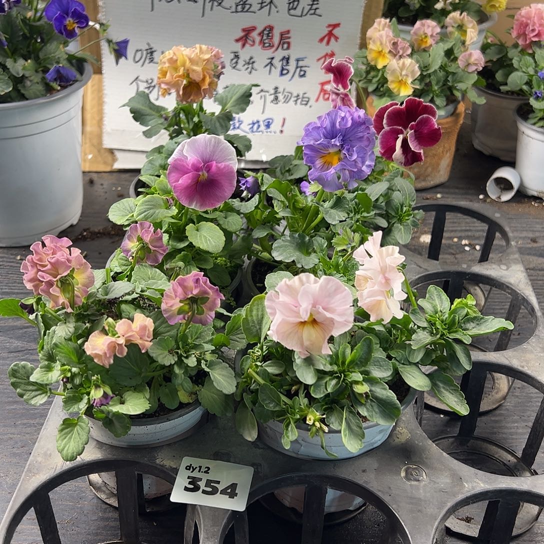 大部分花苞少量开放354号