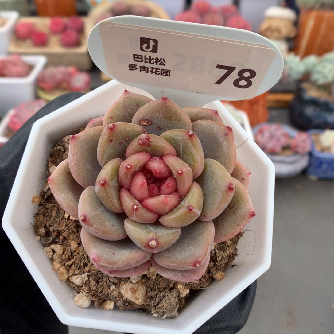 78 粉红糖心多肉