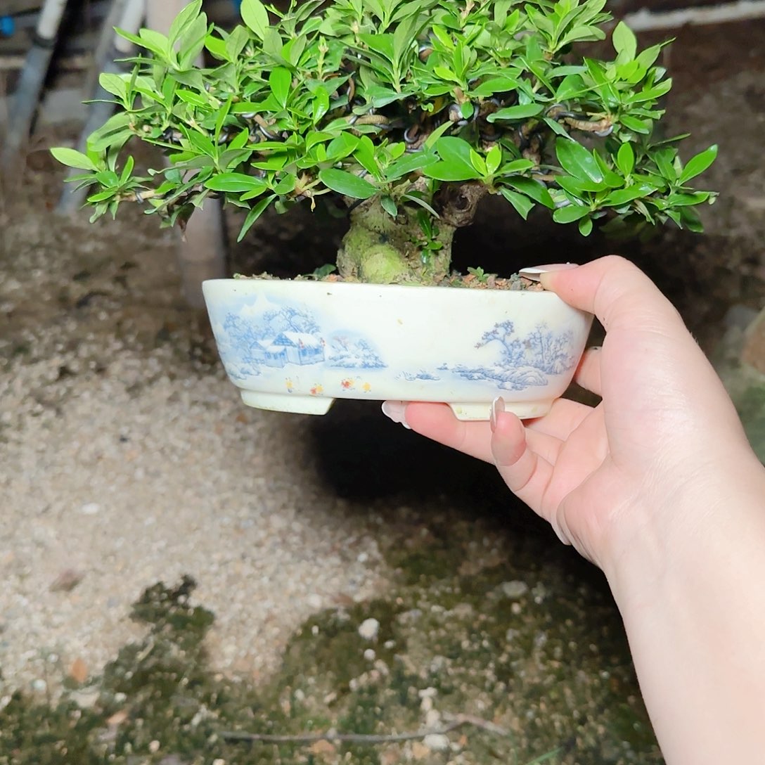 无花朵改**难青誉