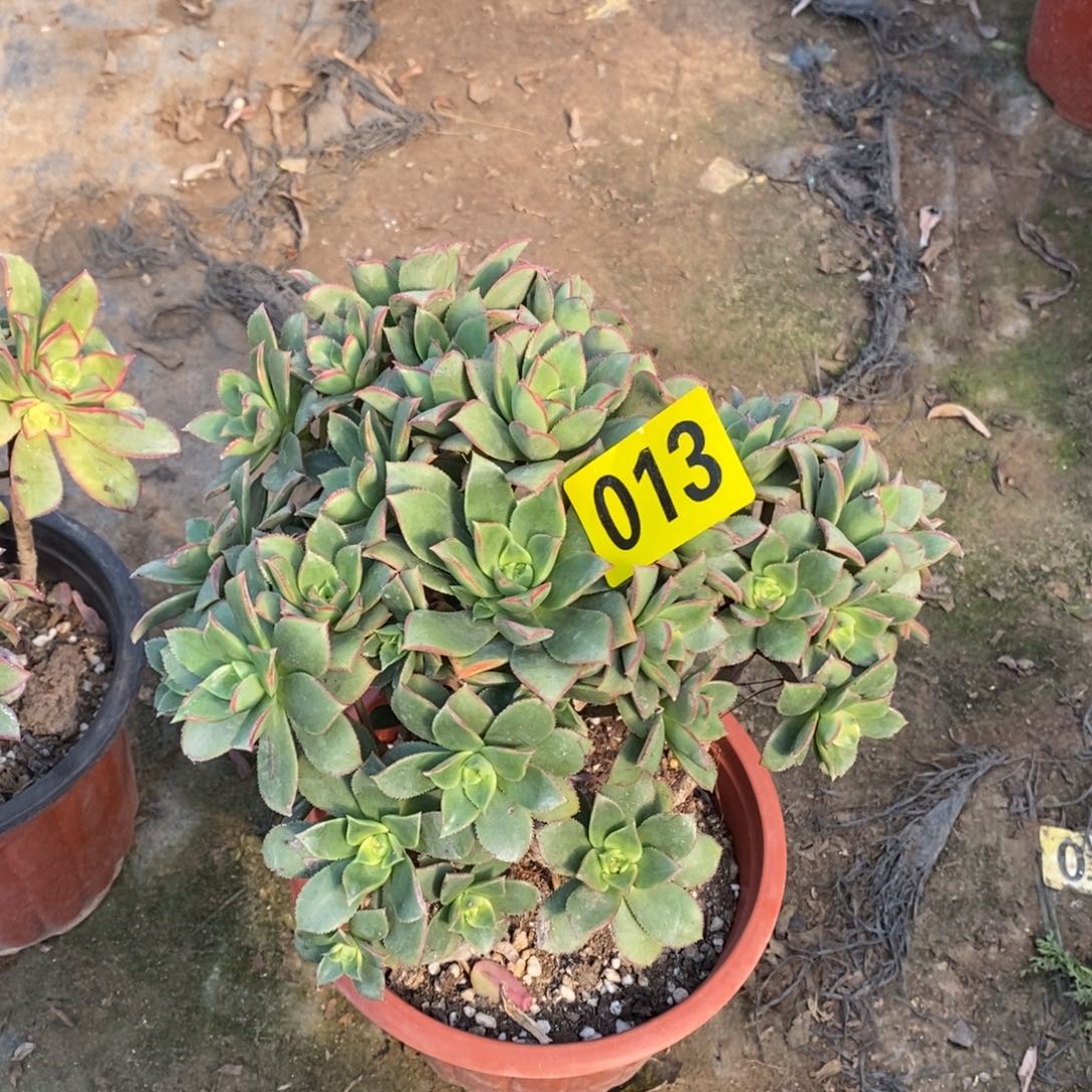 艳日辉多肉法师013