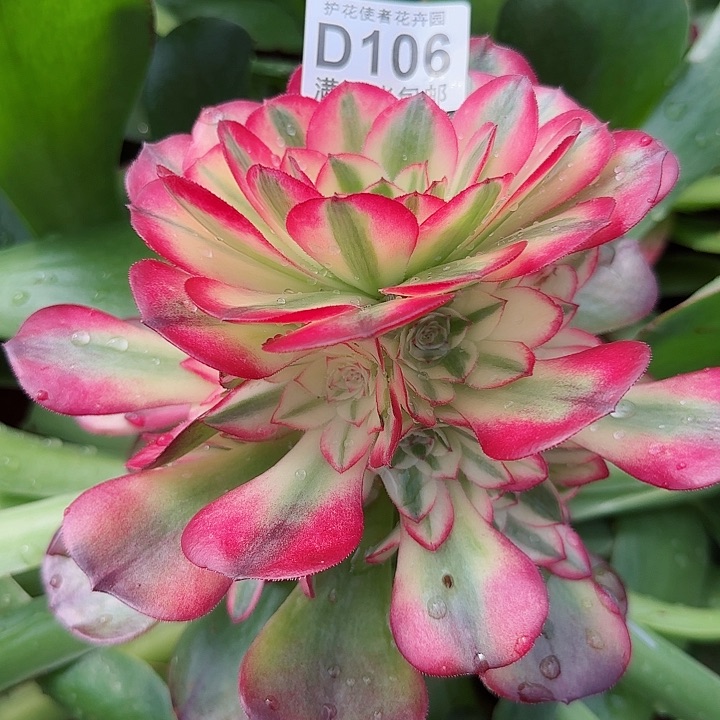 多肉法师荔枝朵朵