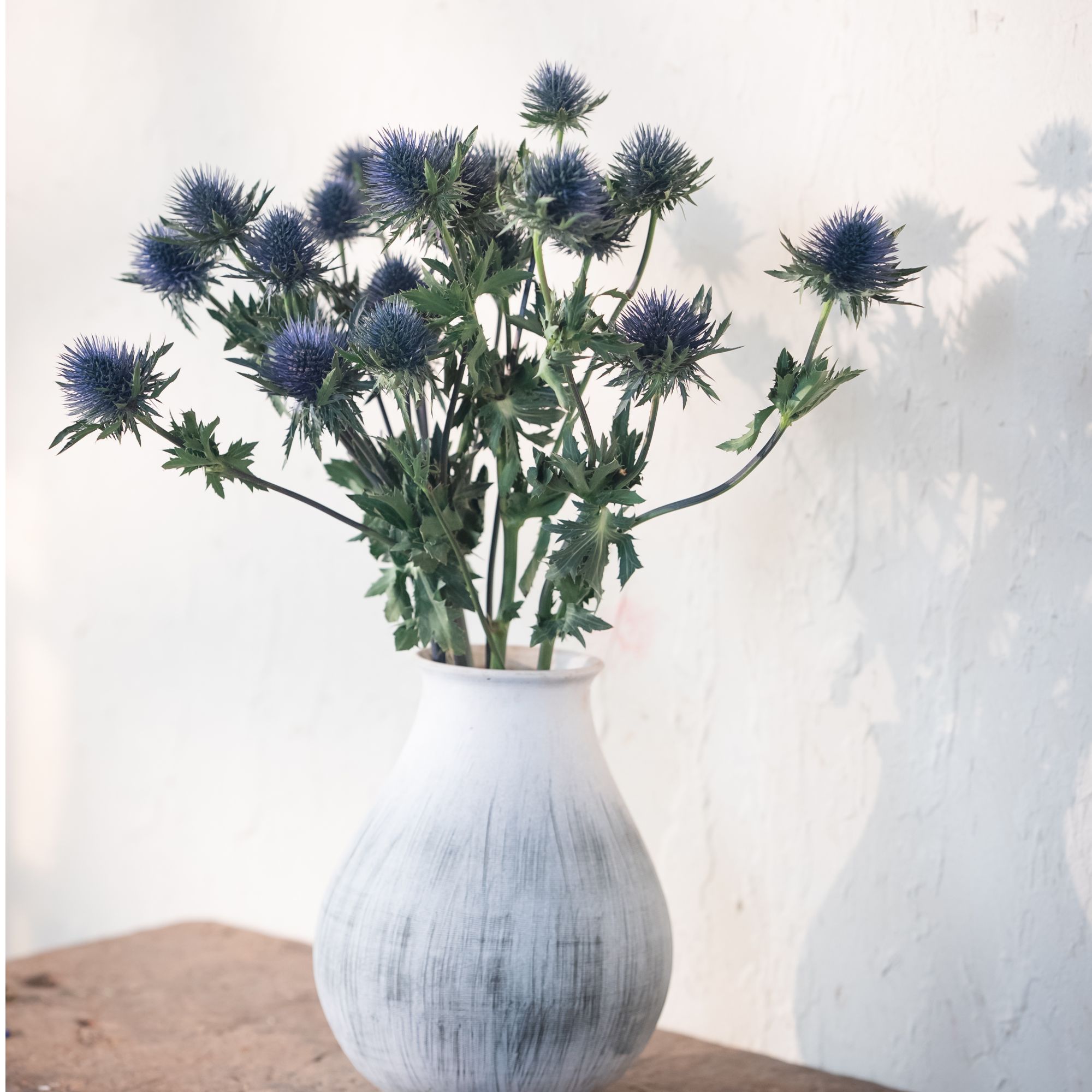 【七礼夫人】蓝星球 刺芹 哥伦比亚进口  |高端花材|可做干花