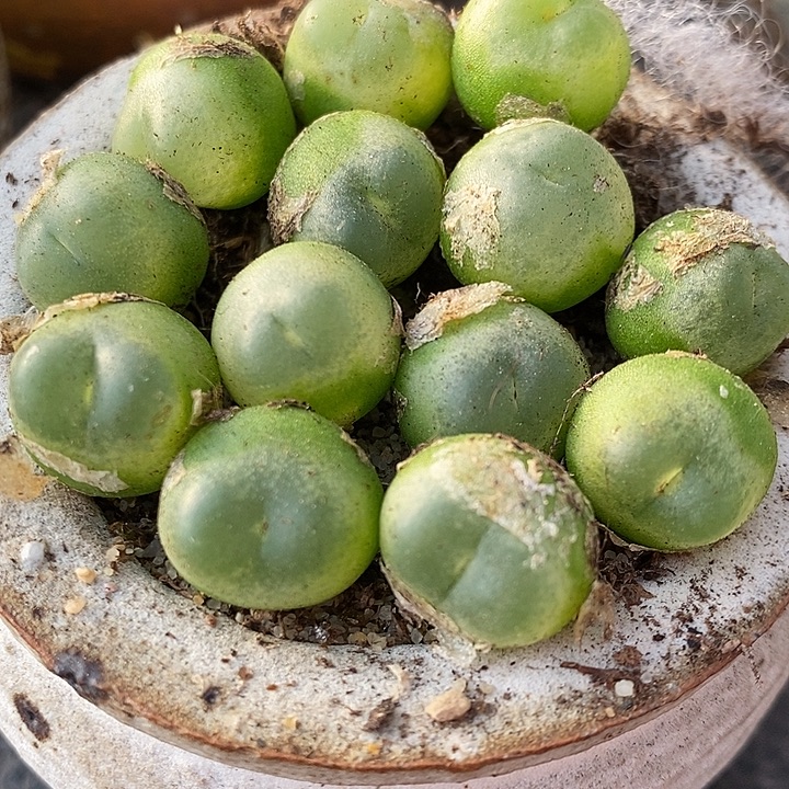 516紫拉登福利一颗