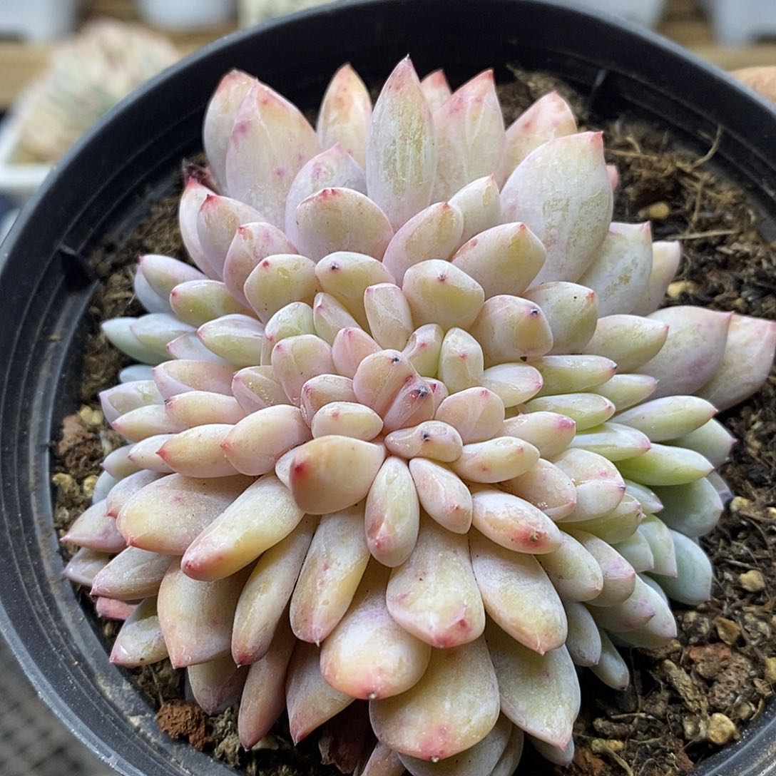 13106 橙梦露缀化