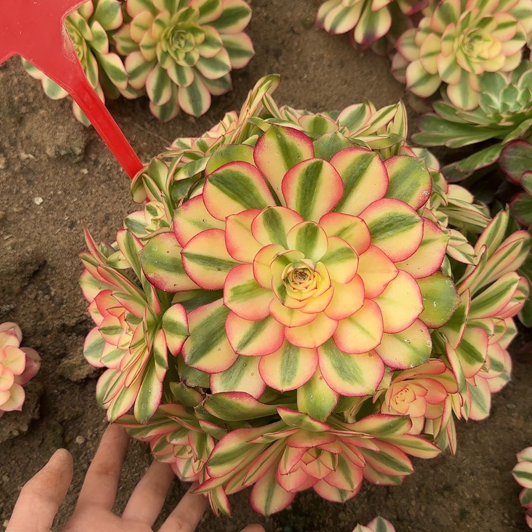 5-146荔枝多肉法师