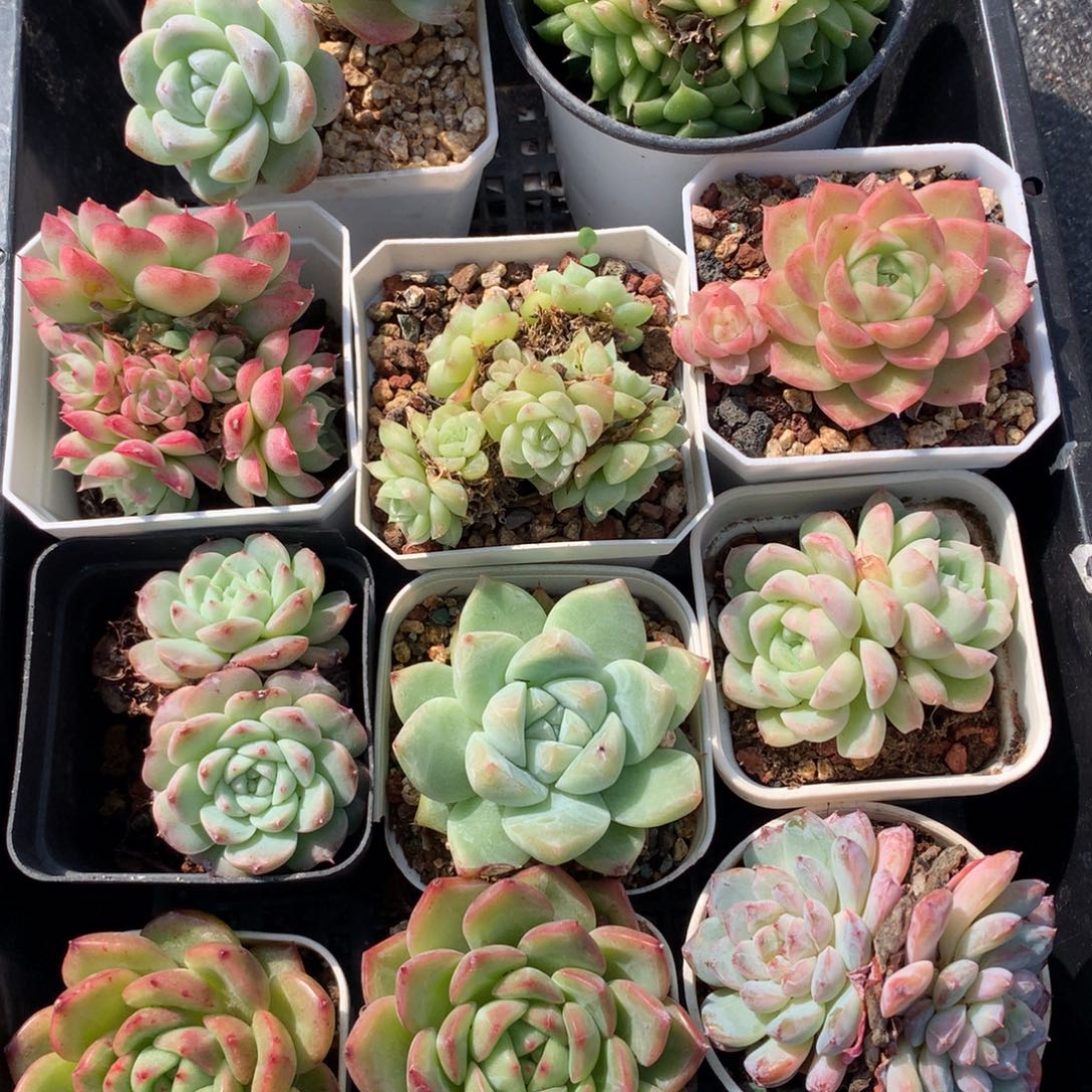 1120-74 套餐一组