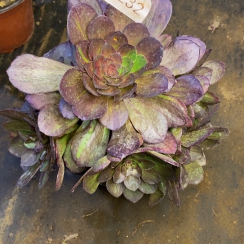 花月夜多肉植物2232