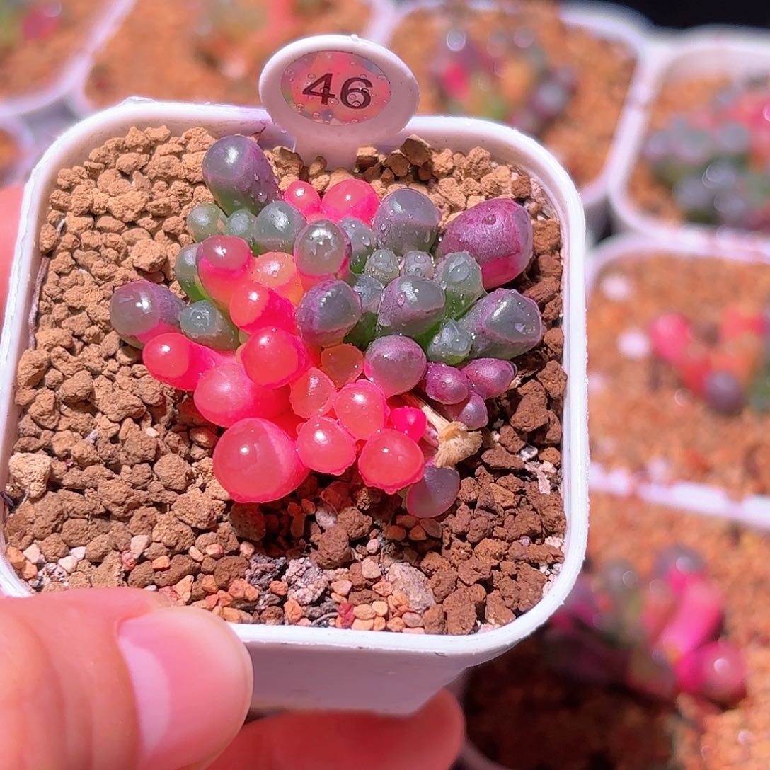 46号五十铃玉锦多肉植物锦一物一拍带盆土发货