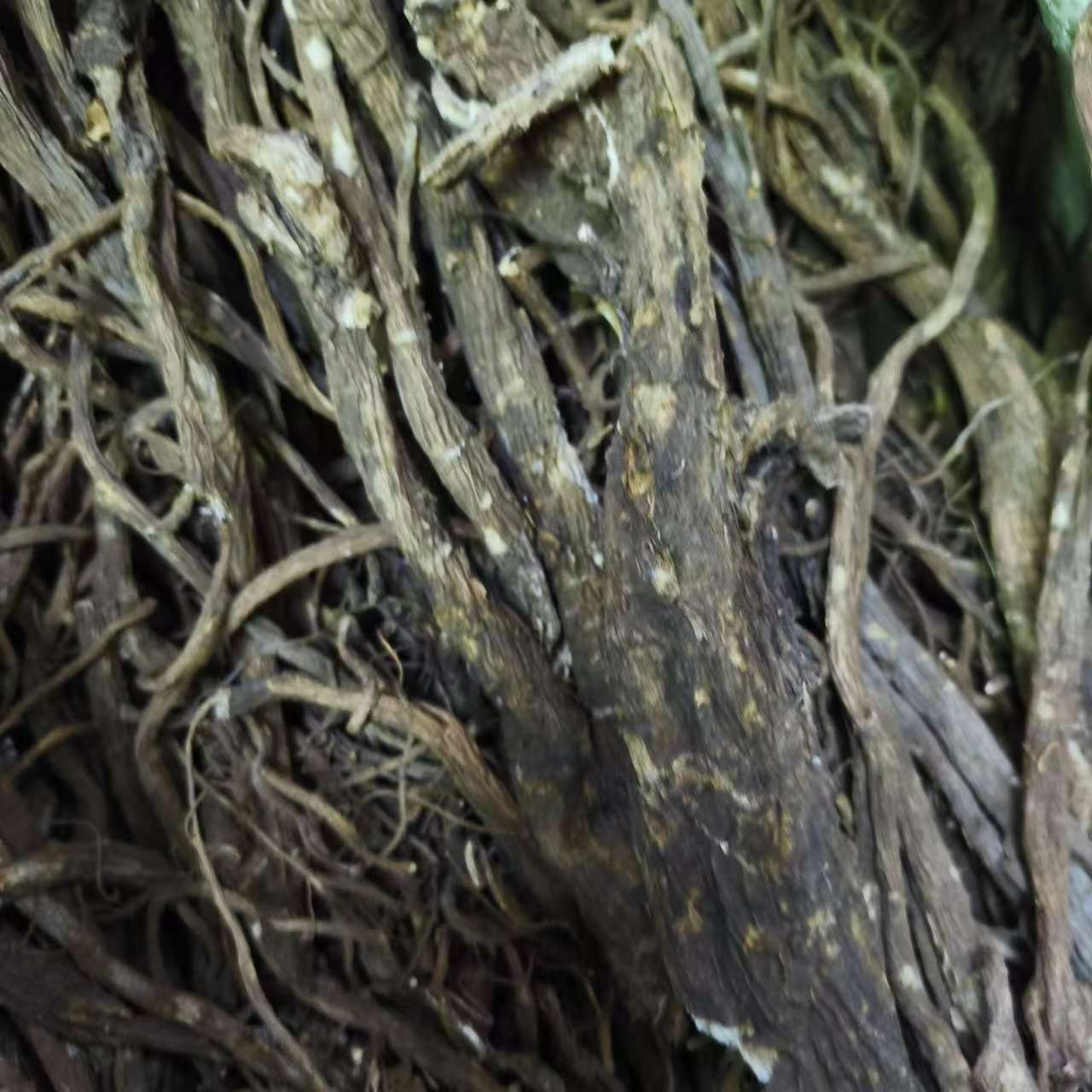  当归 藏山货 【八妹推荐】