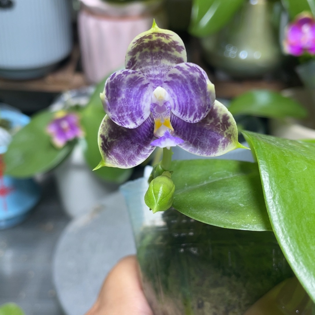 完全开放08开花株