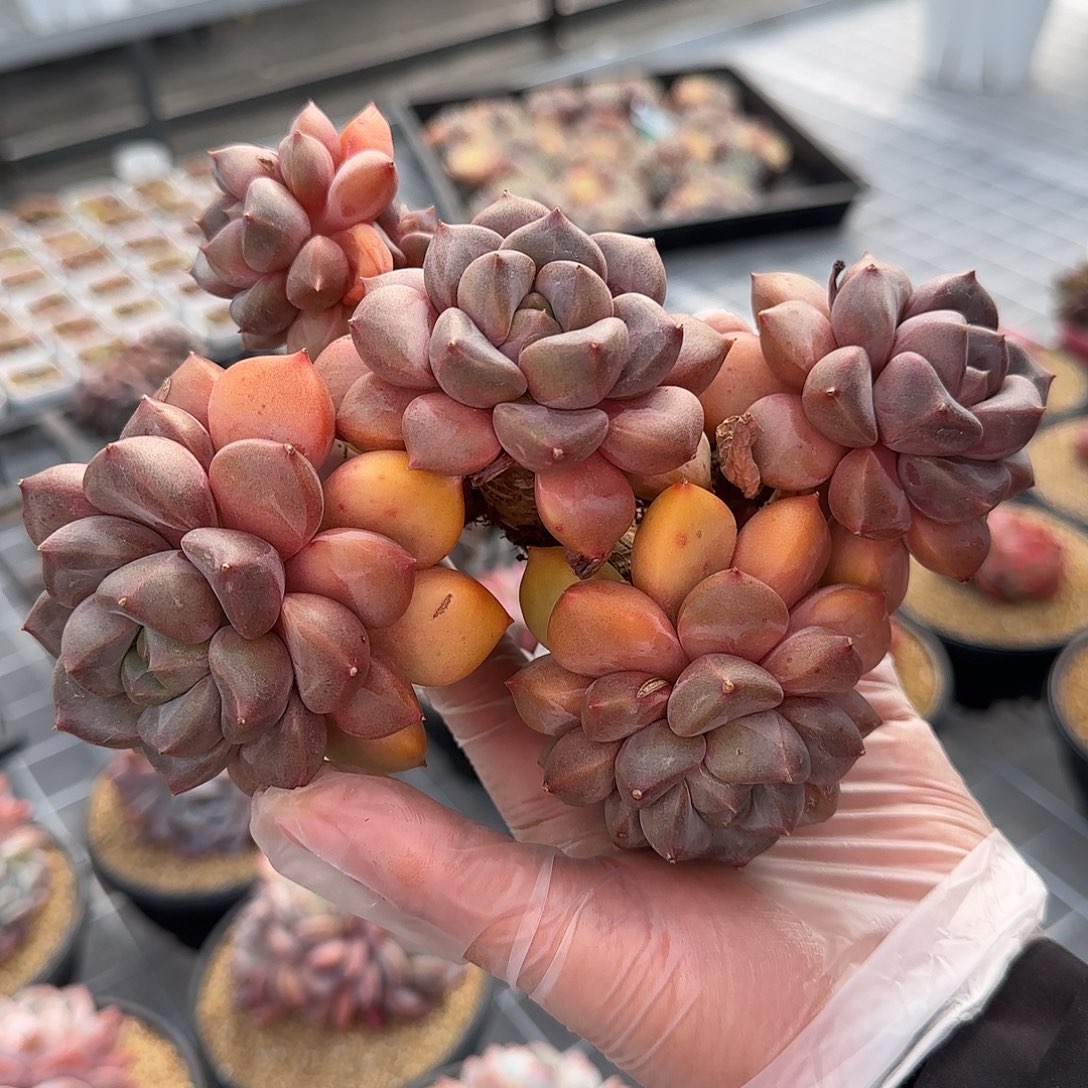 从前慢花园精选红象牙大