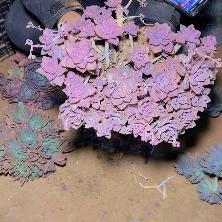 彩虹糖多肉 一棵发货32尺寸