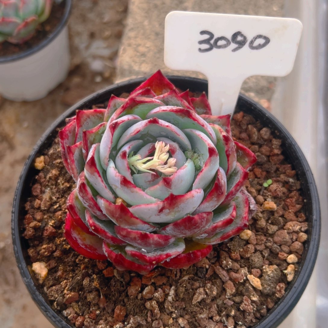 请***饭惊鸿仙子一物一拍3090号