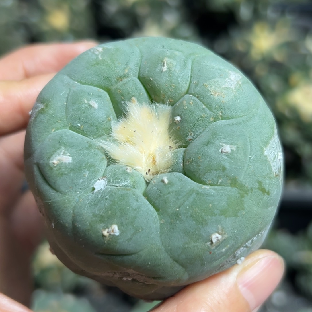 273脱土带根发货