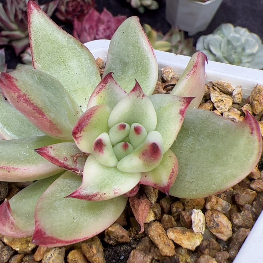 甘***粑多肉植物，多肉植物