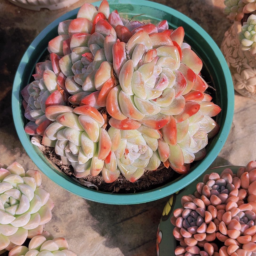 冰玉17公分999999999