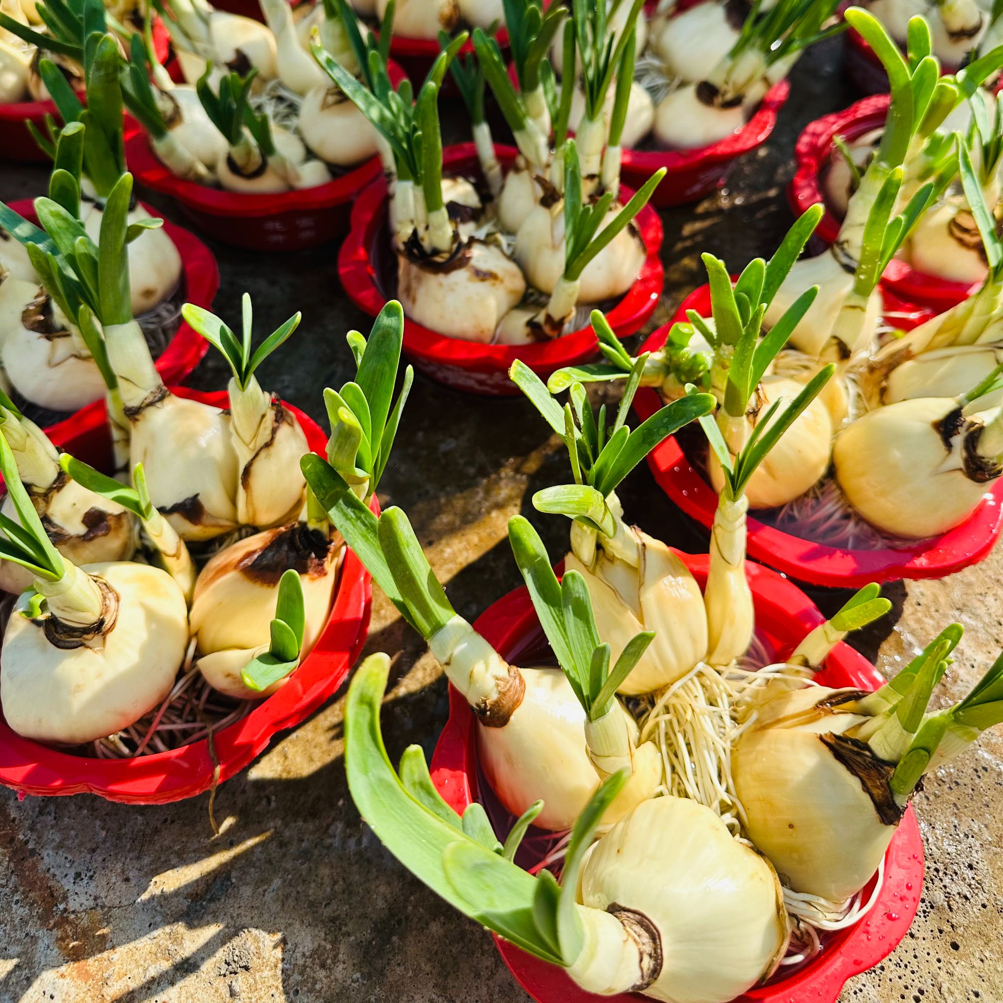 （不带花盆）10个漳州水仙花带叶年宵花卉开花水培室内外冬季绿植
