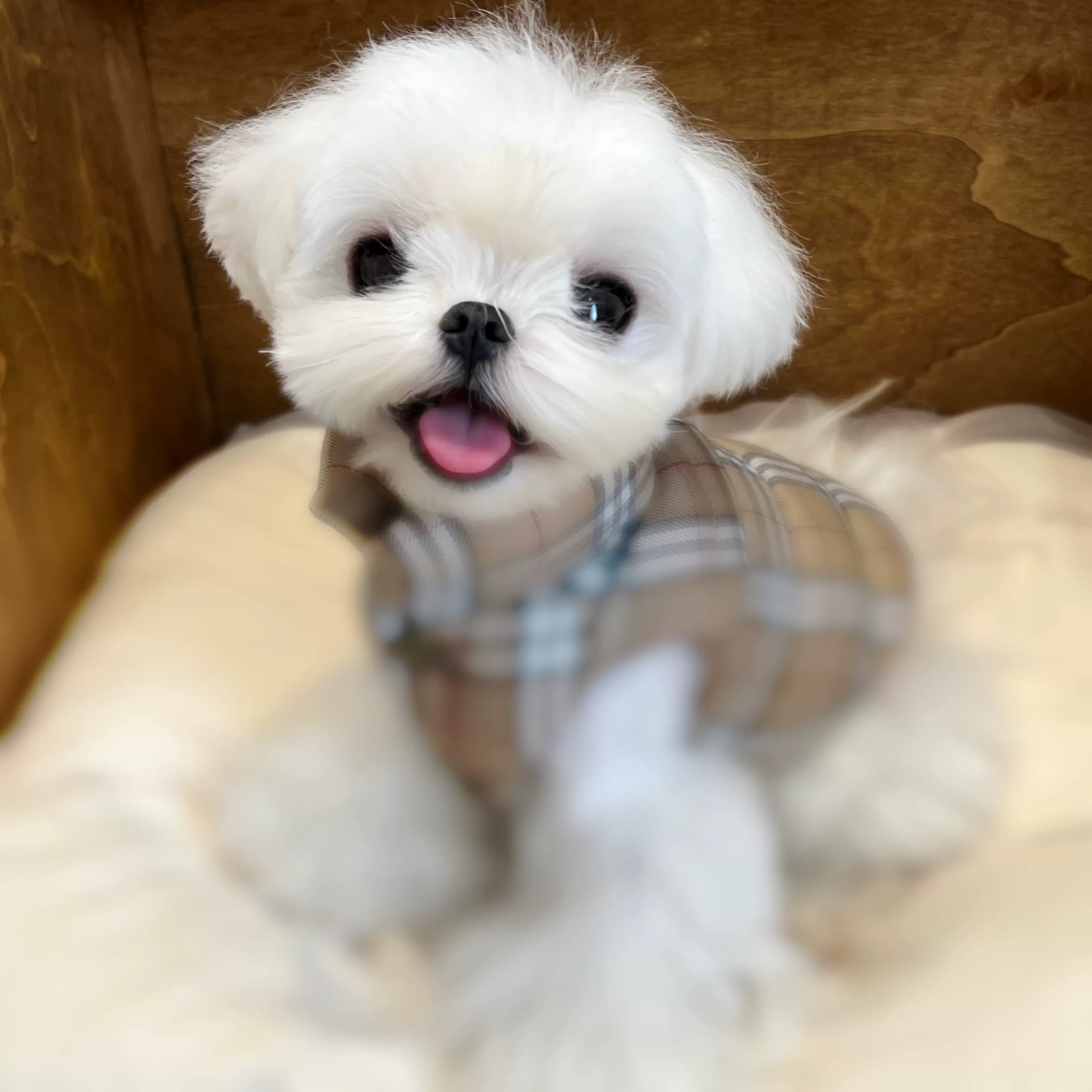 YCANCAN 秋冬新款宠物猫狗保暖外套英伦格子羽绒棉衣马甲马尔济斯