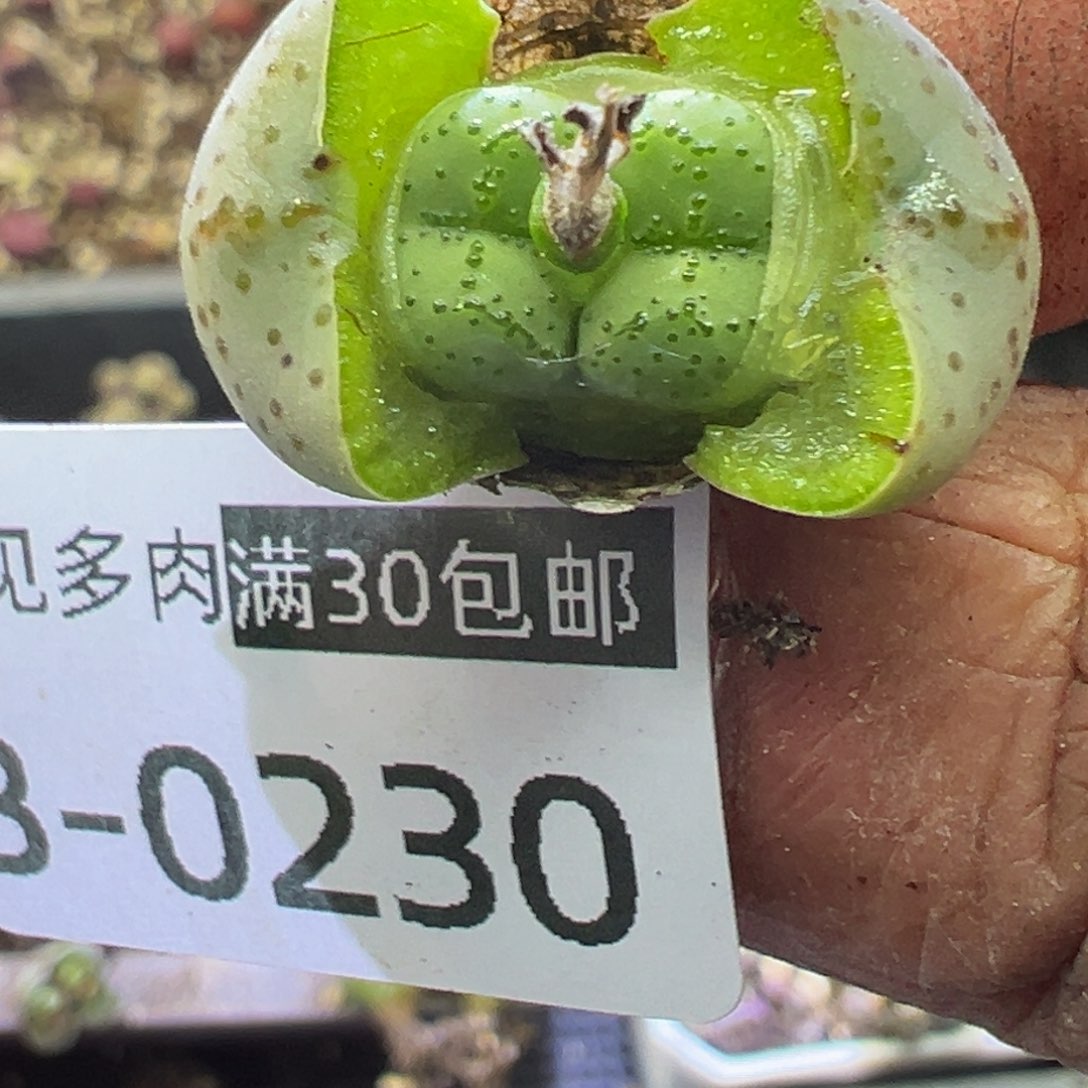多肉植物11111111111111