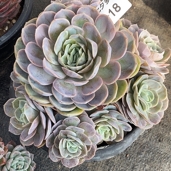 「***」小七夕多肉金蝉19