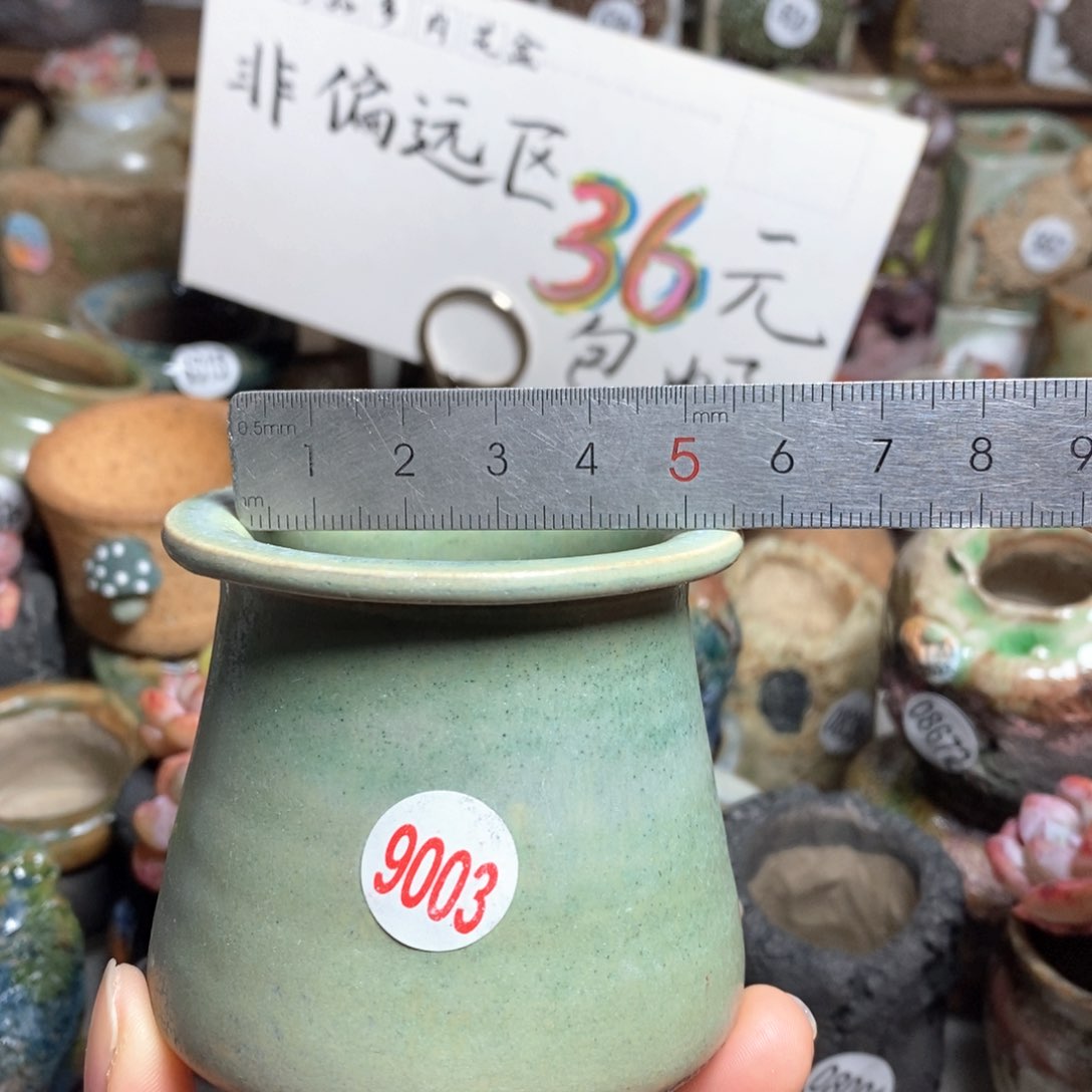 花盆拍5送一个小礼物