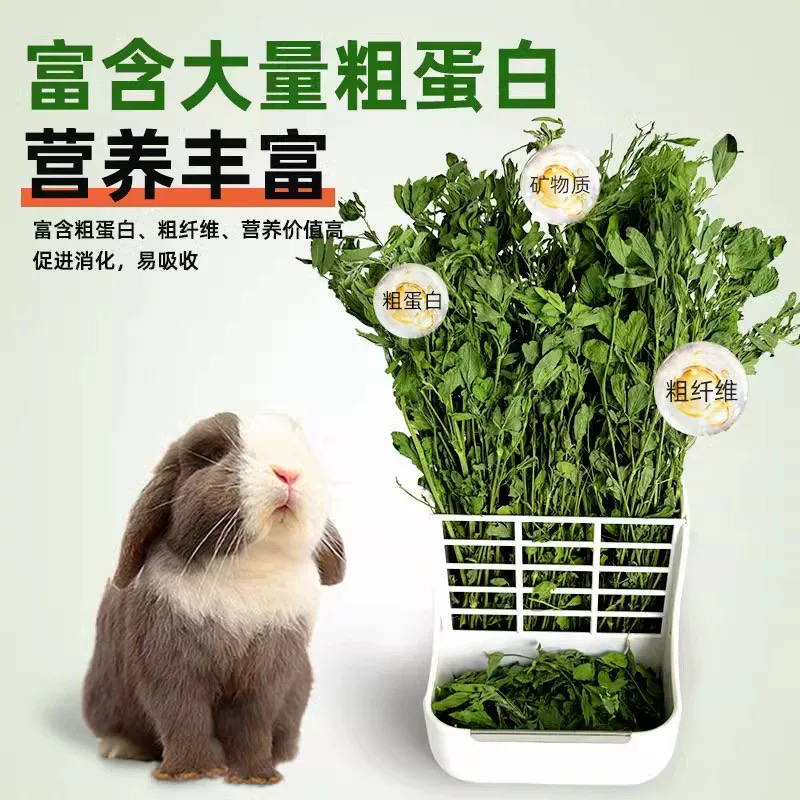 苜蓿草幼兔粮食兔子草兔粮草新鲜龙猫荷兰猪草饲料包邮