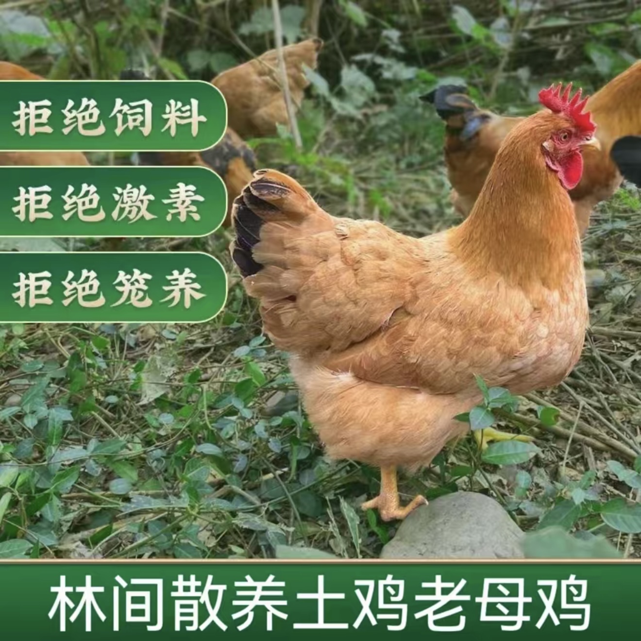 4只2年黄油散养老母鸡整鸡毛重12-13斤到手净重8-9斤带蛋黄鸡胗