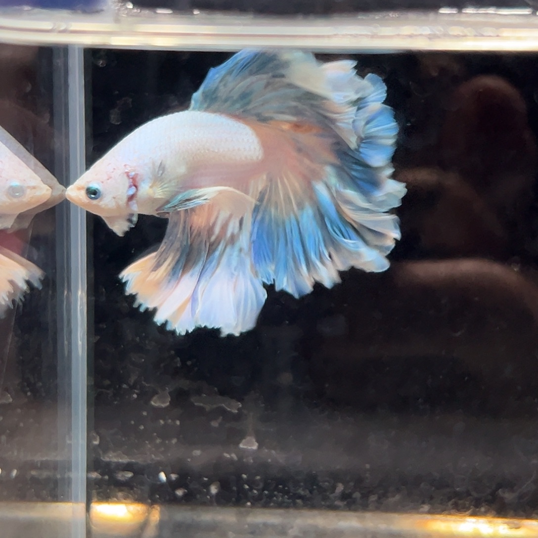 斗鱼14号厚重的天空蓝花瓣