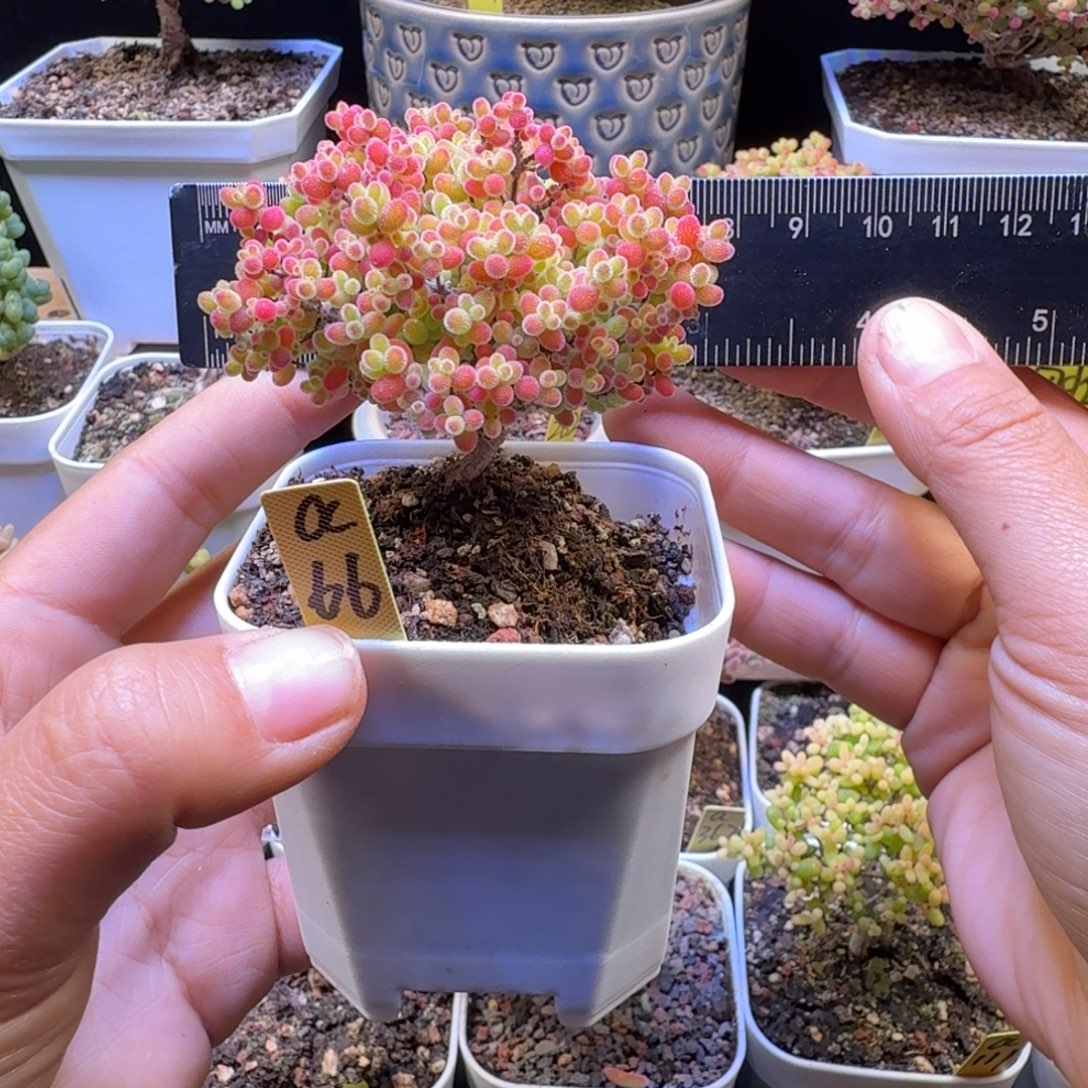 a66号蜜橘冠服6.5厘米左右