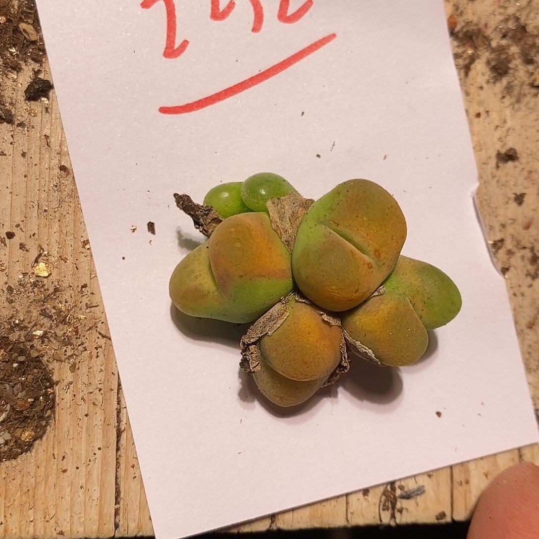 22320。 一颗五头绿黄蟠桃。 