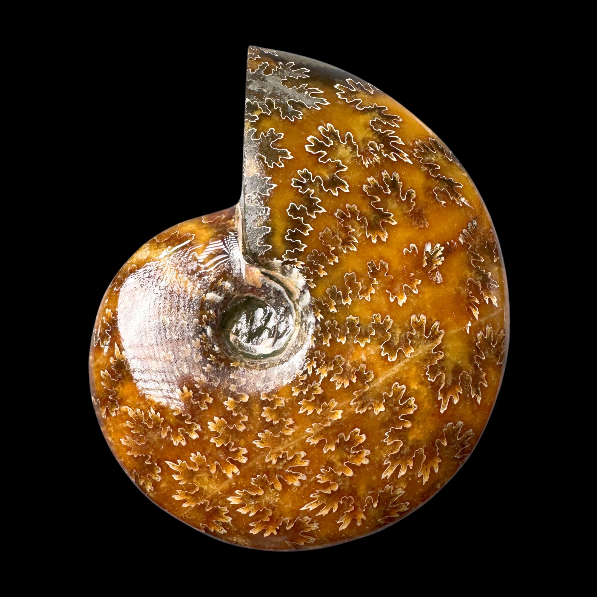 【 叶菊石（手把件）】108.8mm 玉化 马达加斯加 古贝壳N-1 A3