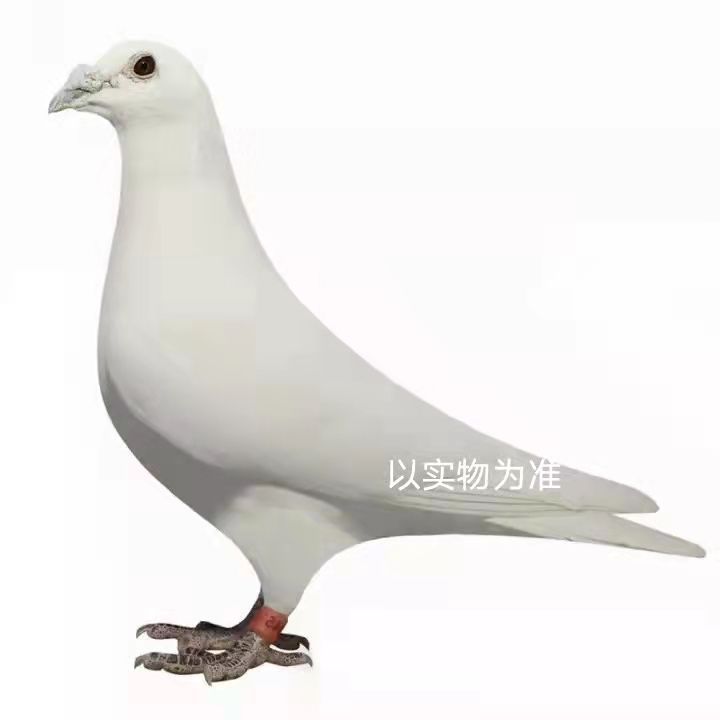 纯白、雨点、喷点等多种花色信鸽种鸽售卖信鸽公棚鸽血统鸽
