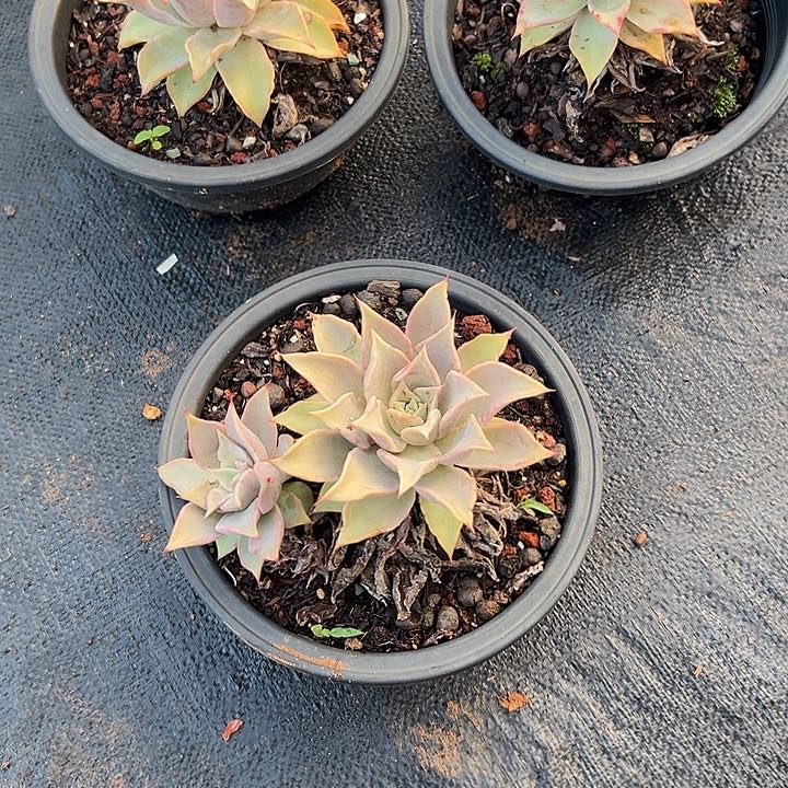 来*来多肉植物实物157