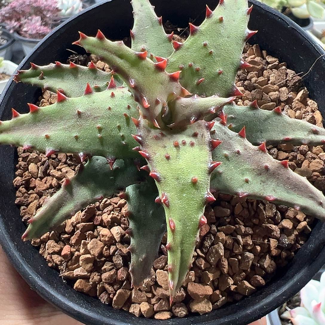 卡萨帝芦荟 小方花圃一物一拍