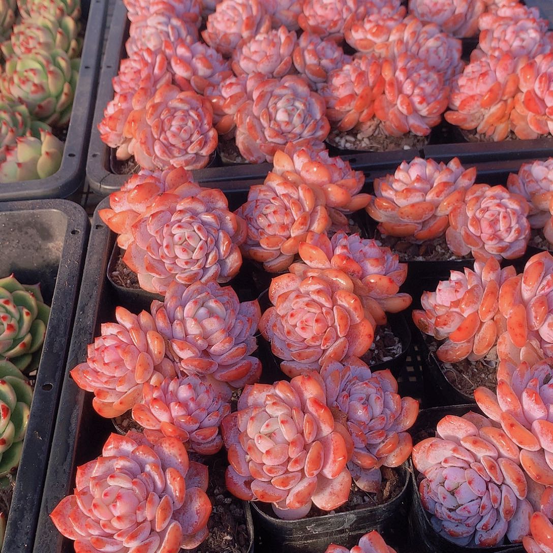 双头星星橙两颗34567789999