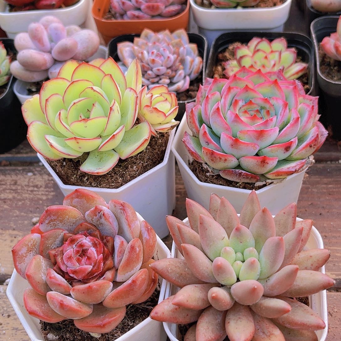 牡丹亭➕侧影➕溏心➕红蜻蜓