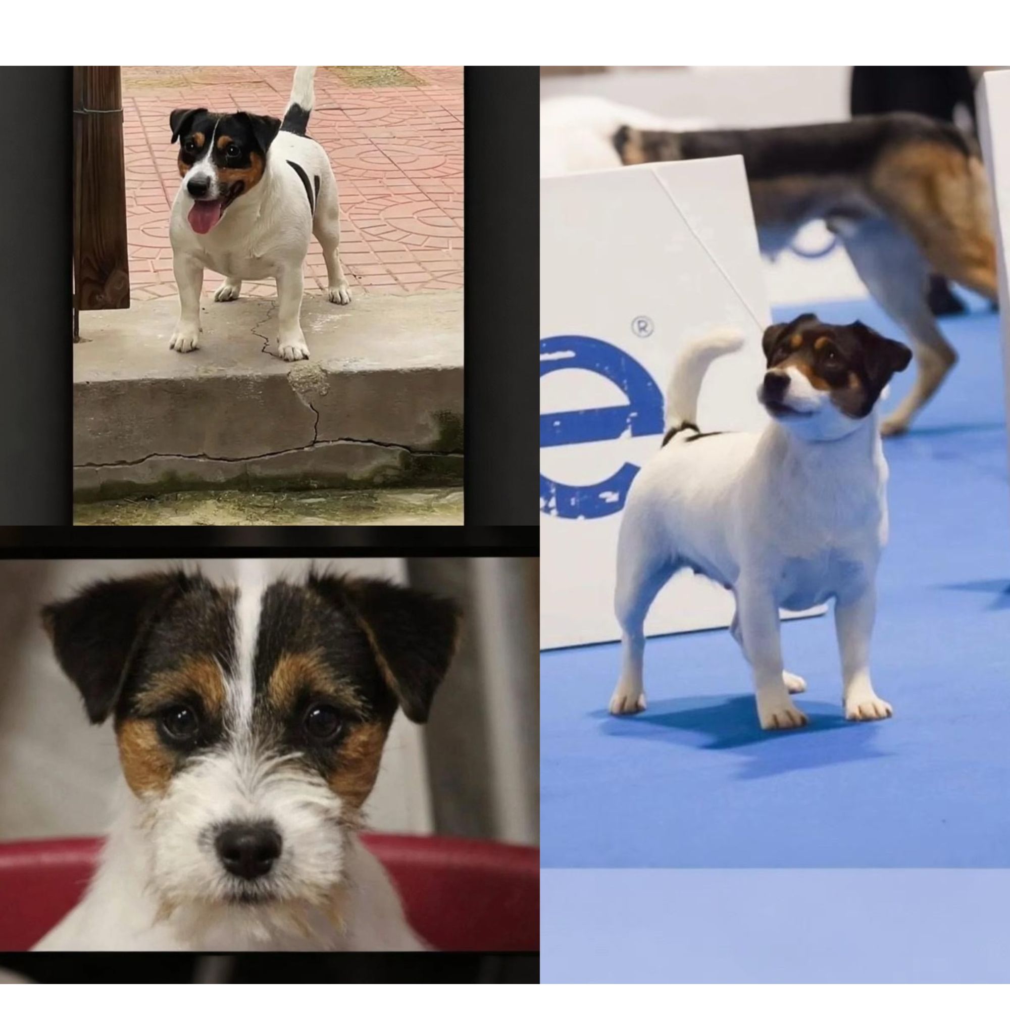 （杰克之家宠物）T狗狗活体