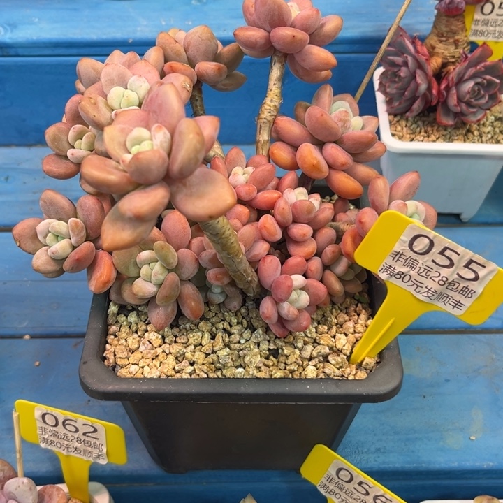 大056。czvxbcbvbbv