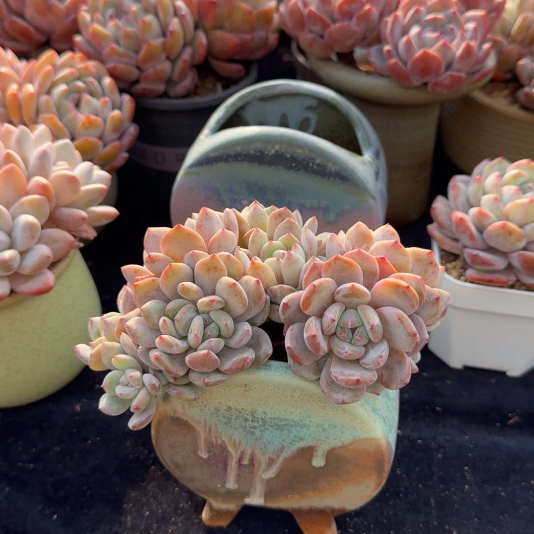 10头摘心群，绝美橙子