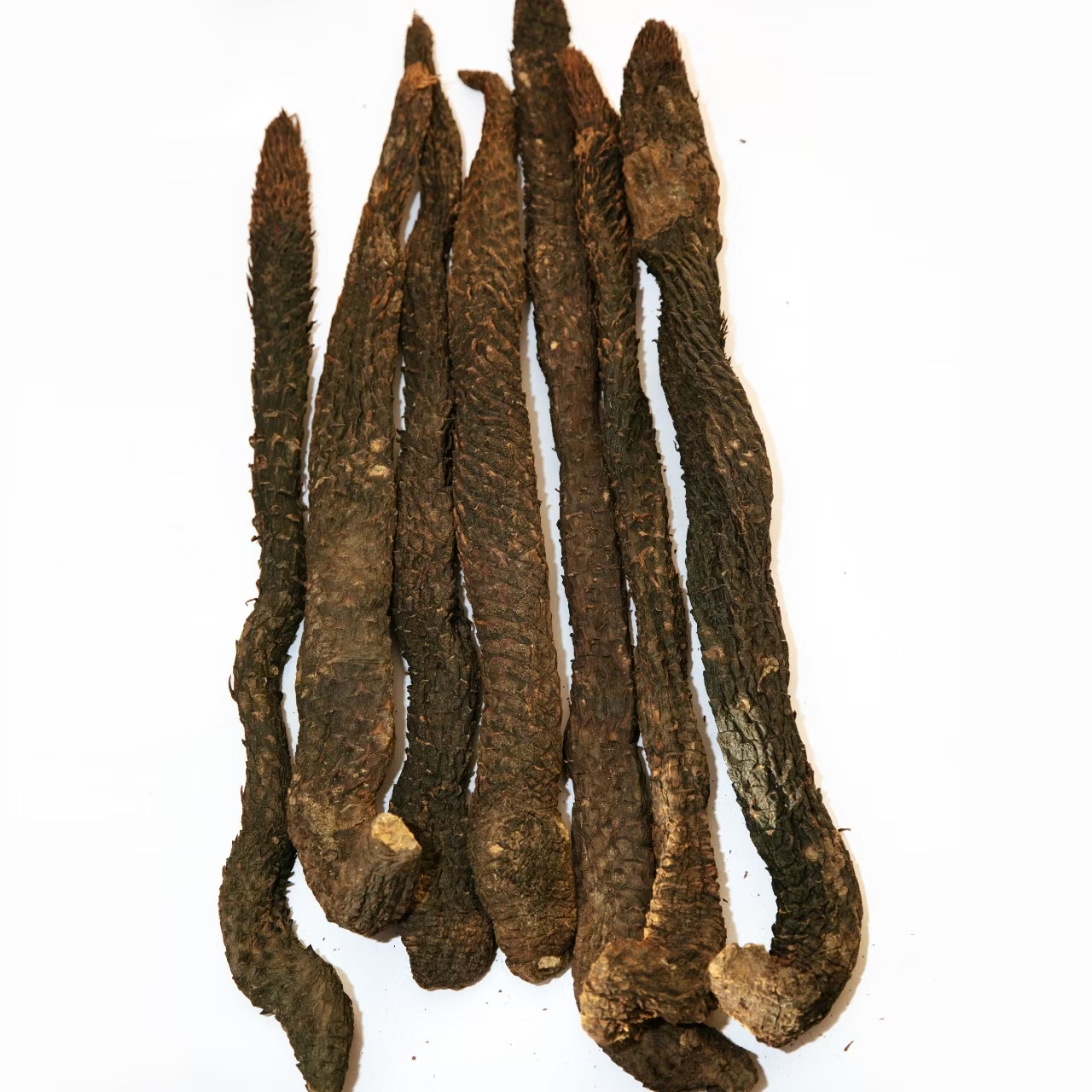 阿拉善肉苁蓉断节