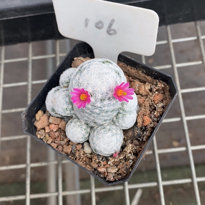 伯克利和格兰两个城市的