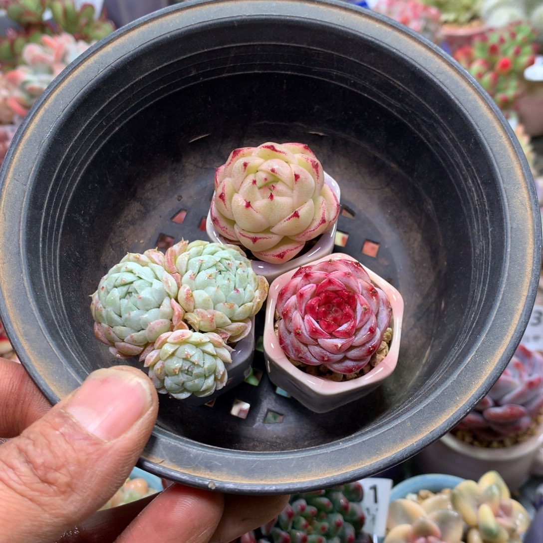 精控拇指盆1.1890