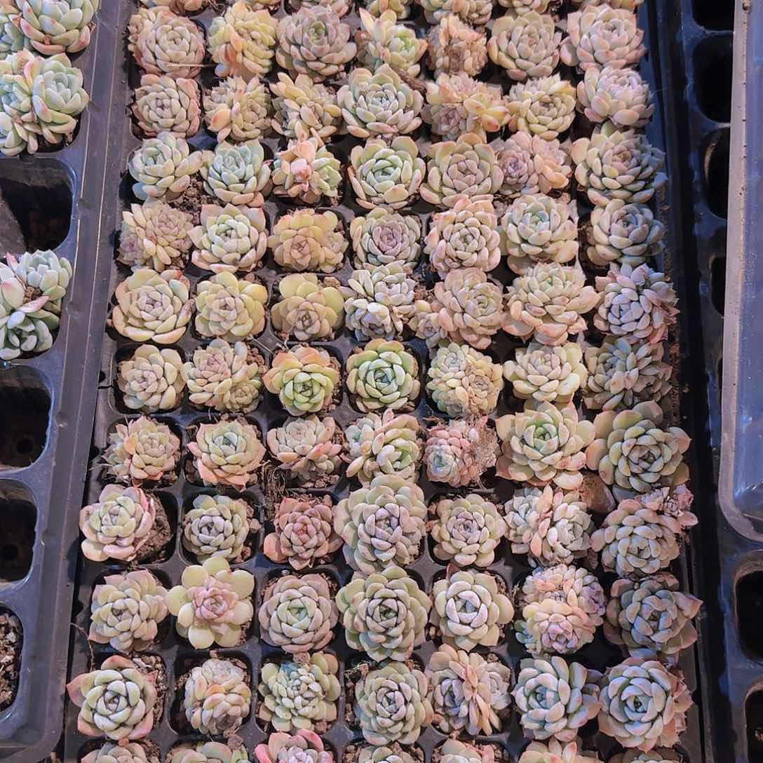 直播一物一拍多肉218