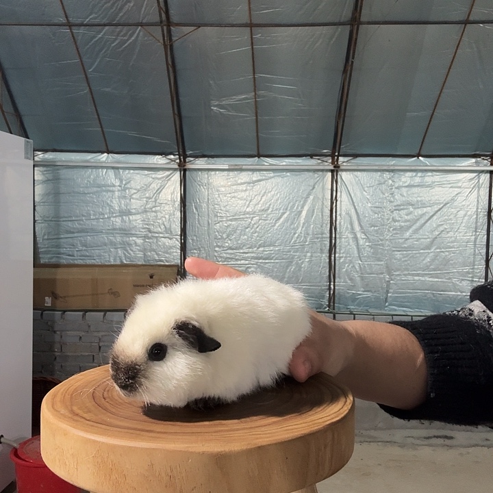 荷兰猪白泰加妹妹