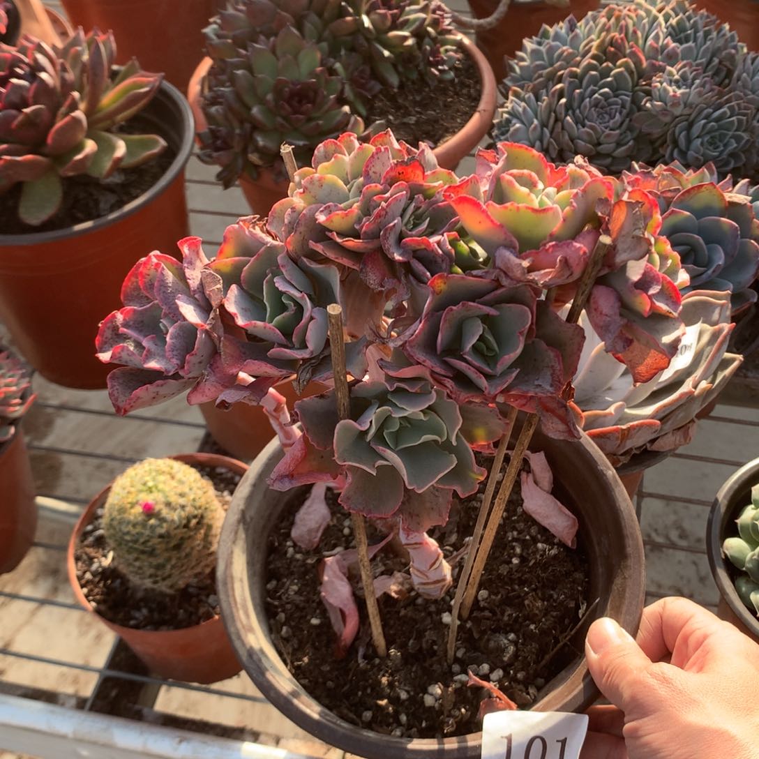 果**台包菜缀化多肉植物