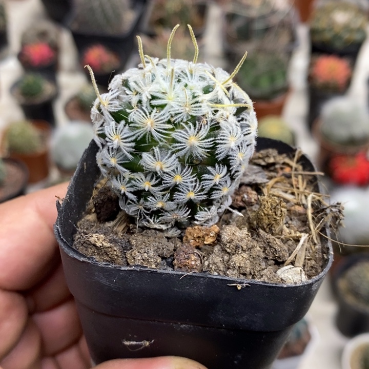 实生杜威丸特价福利